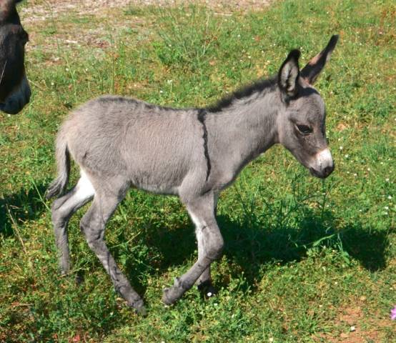 Asno Miniature In vendita 2026 Grigio