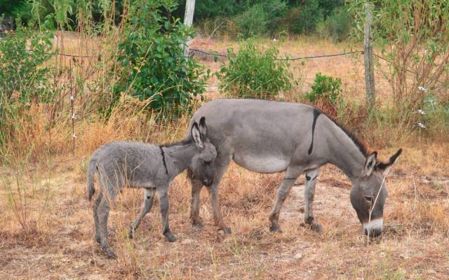 Asno Miniature In vendita 2013 Grigio