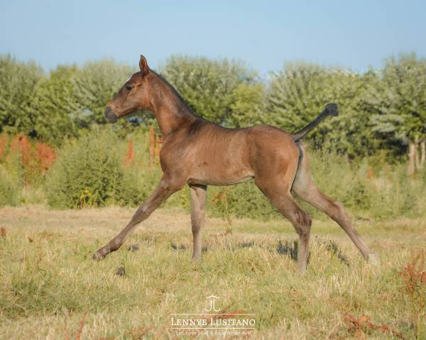 Puledra Lusitano In vendita 2026 Nero ,  Onyx des Ocres