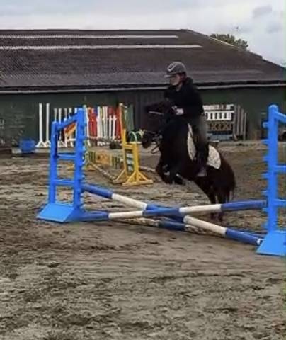 Castrone Shetland In vendita 2022 Nero