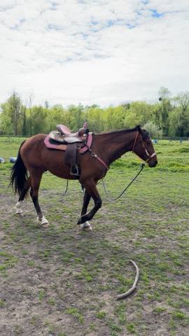 Sella western  Doublet saddelrie 15.5" - 2023