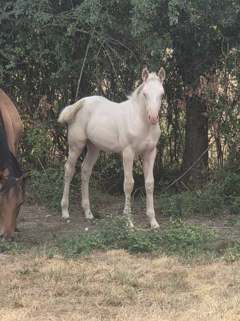 Puledra Quarter Horse In vendita 2026 Crema ,  Dokky munk award