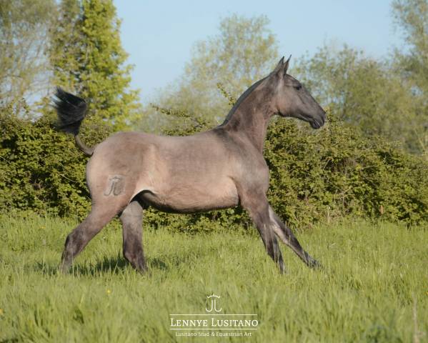 Puledra Lusitano In vendita 2025 Grullo ,  Onyx des Ocres