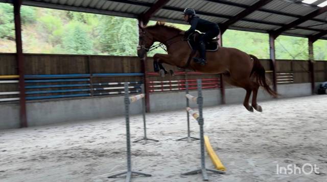 Castrone sBs Cavallo da Sport Belgio In vendita 2019 Sauro ,  Joker ask