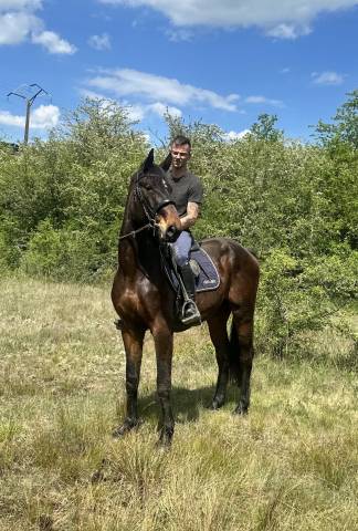 Castrone sBs Cavallo da Sport Belgio In vendita 2023 Baio