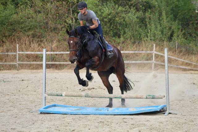 Cavalla Cob Normande In vendita 2017 Baio