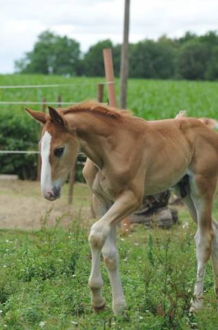 Puledro Sella Francese In vendita 2026 Sauro ,  SILVER DEUX DE VIRTON