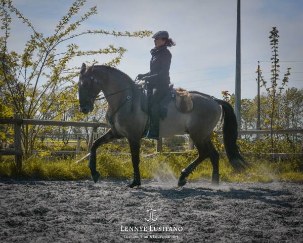 Stallone Lusitano In vendita 2018 Grullo ,  OUREM SAG