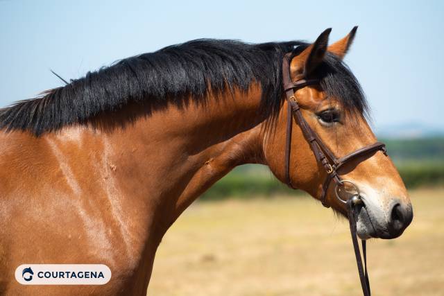 Castrone Haflinger In vendita 2022 Isabella ,  Amiral de minuit