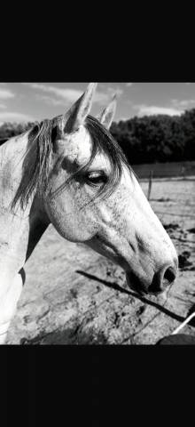 Castrone Lusitano In vendita 2019 Grigio
