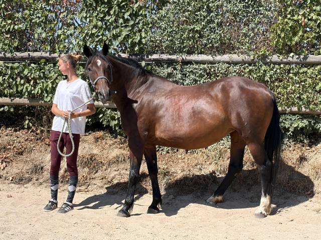 Cavalla Trottatore Francese In vendita 2014 Baio