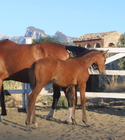 Puledra sella italiano da Dominator z 