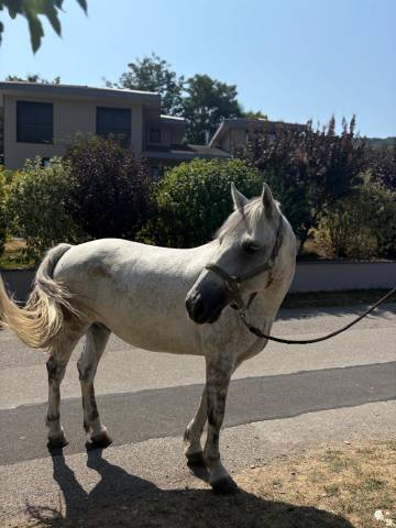 Castrone Connemara In vendita 2019 Grigio