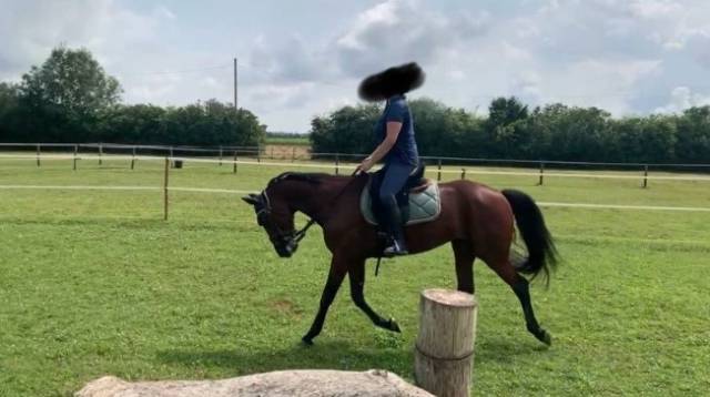 Castrone Trottatore Francese In vendita 2019 Baio