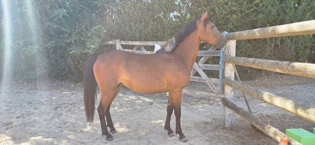 Cavalla New Forest In vendita 2024 Baio ,  L'ancelot du m&eacute;nage