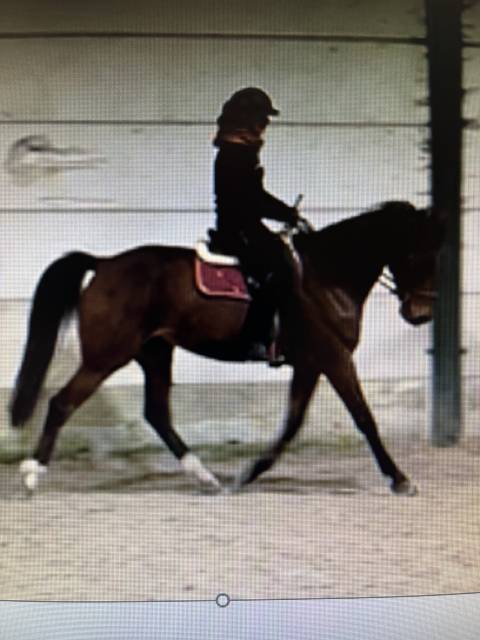 Castrone Trottatore Francese In vendita 2017 Baio