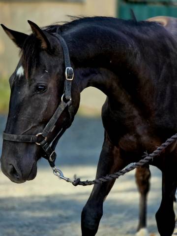 Cavalla Paint Horse In vendita 2025 Nero