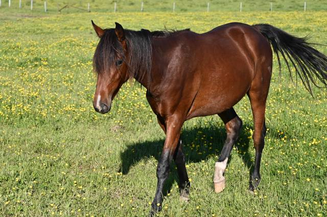 Castrone Lusitano In vendita 2024 Baio