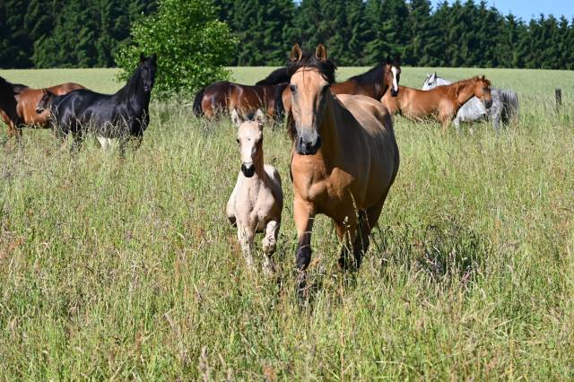 Cavalla Lusitano In vendita 2015 Isabella