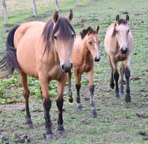 Cavalla Lusitano In vendita 2015 Isabella