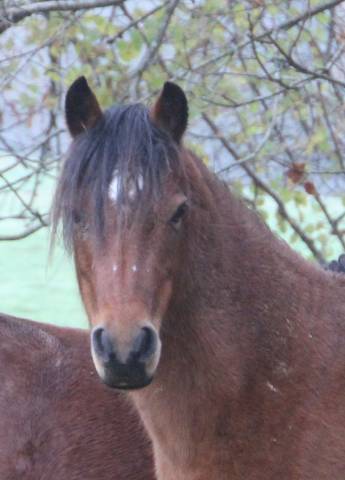 Fattrice Welsh Poney (Sezione B) In vendita 2012 Baio ,  URKOS DES BERTAINES