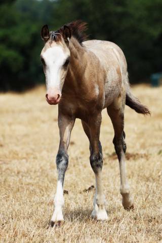 Puledro Welsh Poney (Sezione B) In vendita 2026 Isabella ,  WAXWING ORATOR