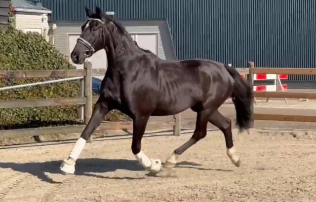 Cavalla KWPN Cavallo da Sport Neerlandese In vendita 2015 Nero