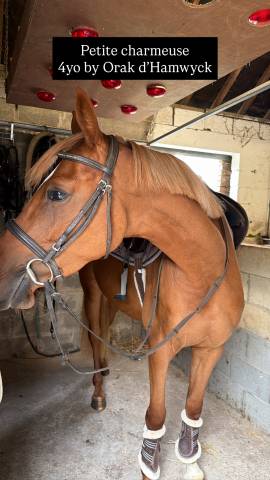 Cavalla sBs Cavallo da Sport Belgio In vendita 2022 Sauro