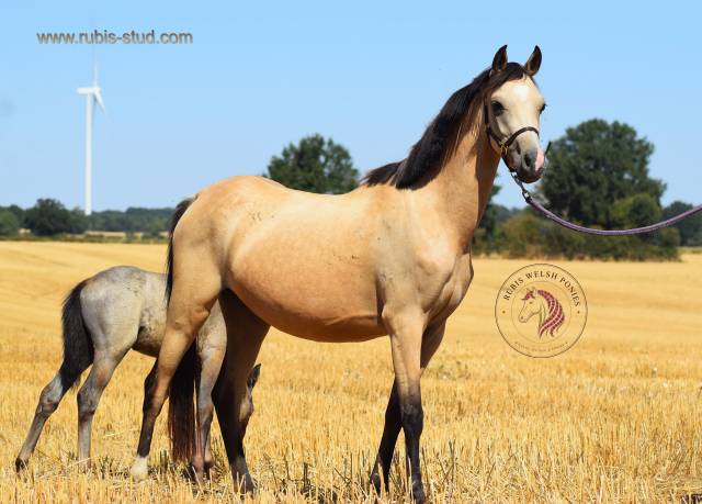 Cavalla Welsh Poney (Sezione B) In vendita 2023 Isabella