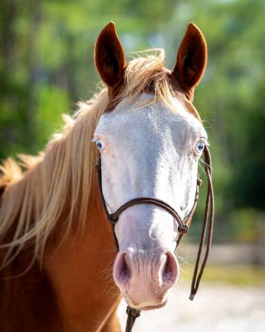 Puledro Paint Horse In vendita 2024 Overo