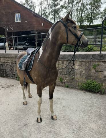 Sella da dressage Stubben  17.5" - 1999