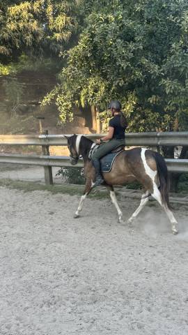 Sella da dressage Stubben  17.5" - 1999