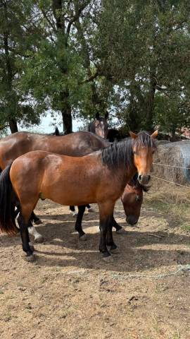 Castrone New Forest In vendita 2023 Baio ,  ROB ROY DU GARON