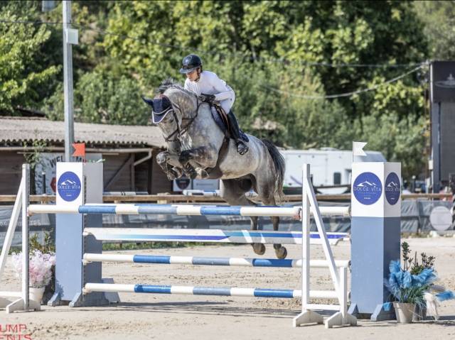 Castrone Sella Francese In vendita 2019 Grigio