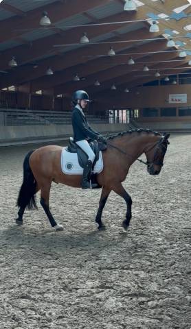 Sella da dressage Forestier  16" - 2024