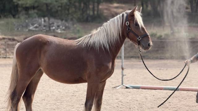 Cavalla Origine non conosciuta  In vendita 2024 Crine lavato