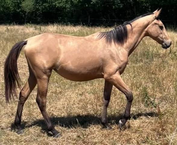 Puledra Sella Francese In vendita 2025 Isabella