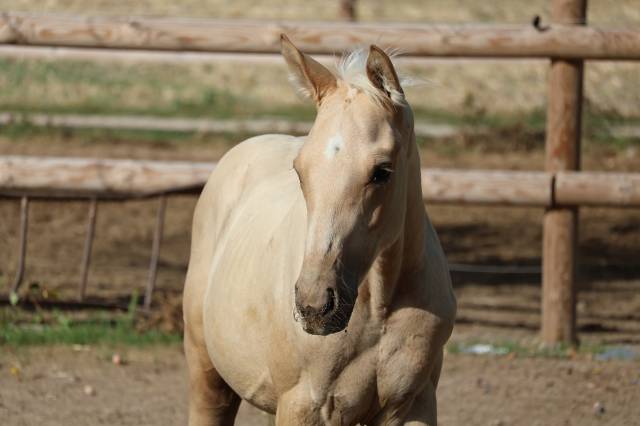 Puledro Zangersheide In vendita 2026 Palomino ,  Silverlinnings St georges
