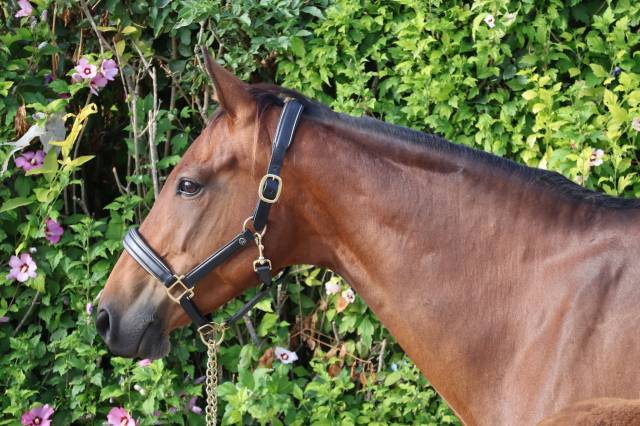 Cavalla Sella Francese In vendita 2016 Baio ,  READY BOY DES FORETS