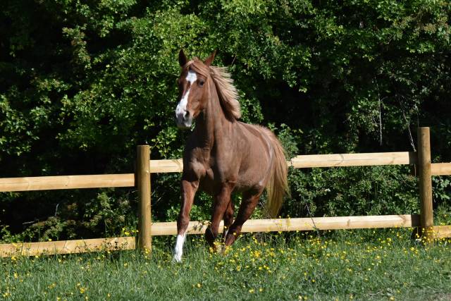 Cavalla PFS Pony Francese da Sella In vendita 2015 Sauro ,  systeme d'argent