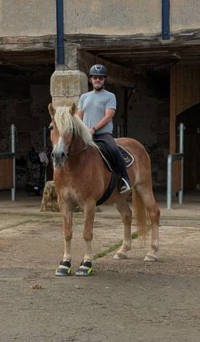 Castrone Haflinger In vendita 2019 Crine lavato
