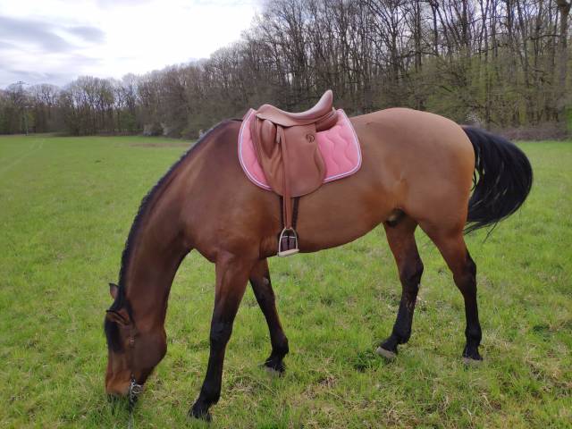Sella da dressage Darroze Monoquartier  17" - 2020