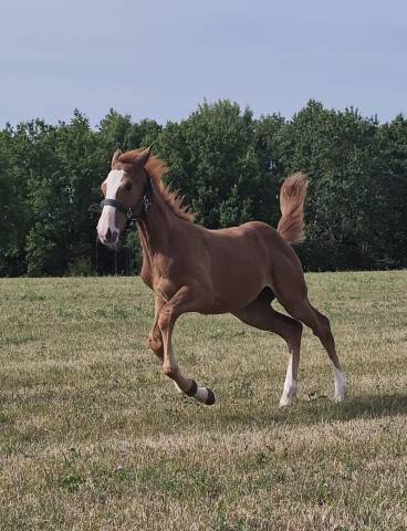 Cavalla sBs Cavallo da Sport Belgio In vendita 2026 Sauro ,  CANDY DE NANTUEL