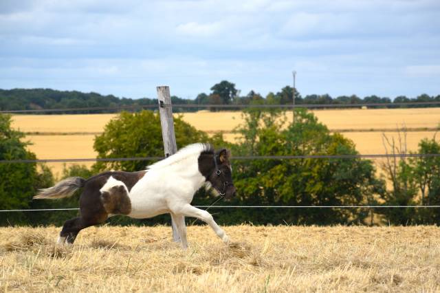 Puledro Shetland In vendita 2026 Pezzato ,  IRONSTAR DE CABUE