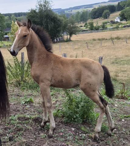 Puledra Lusitano In vendita 2026 Isabella