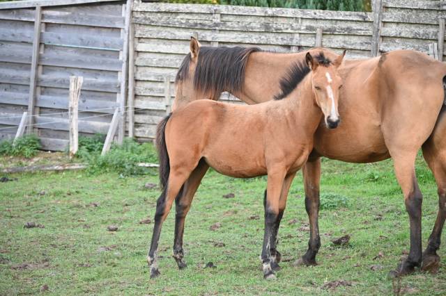 Puledra Lusitano In vendita 2026 Isabella