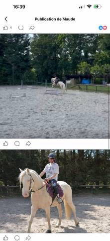 Castrone Spagnolo Normando Mezza-Pensione 2019 Crema