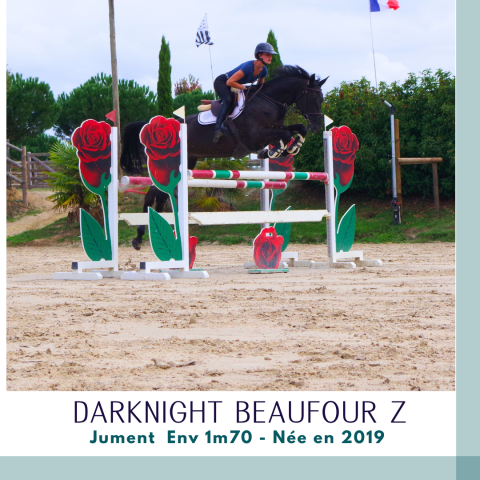 Cavalla Zangersheide In vendita 2019 Baio scuro ,  Dominator 2000 Z