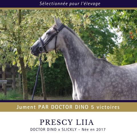 Cavalla Purosangue In vendita 2017 Grigio ,  Doctor Dino