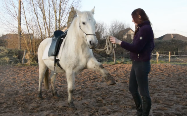 Sella da dressage Zaldi Luso Deluxe 17.5" - 2016